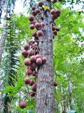 cannonball tree